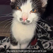 Dutch Vandercat is registered to the contest to win money with this photo: animal, black_and_white, blanket, cat, close_up, cute, ears, eyes, feline, home, indoors, kitten, nose, patterned_background, pet, portrait, sitting, text_overlay, tuxedo_cat, whiskers