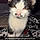 Dutch Vandercat