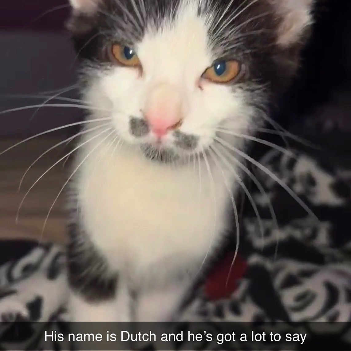 Dutch Vandercat is registered to the contest to win money with this photo: animal, black_and_white, blanket, cat, close_up, cute, ears, eyes, feline, home, indoors, kitten, nose, patterned_background, pet, portrait, sitting, text_overlay, tuxedo_cat, whiskers