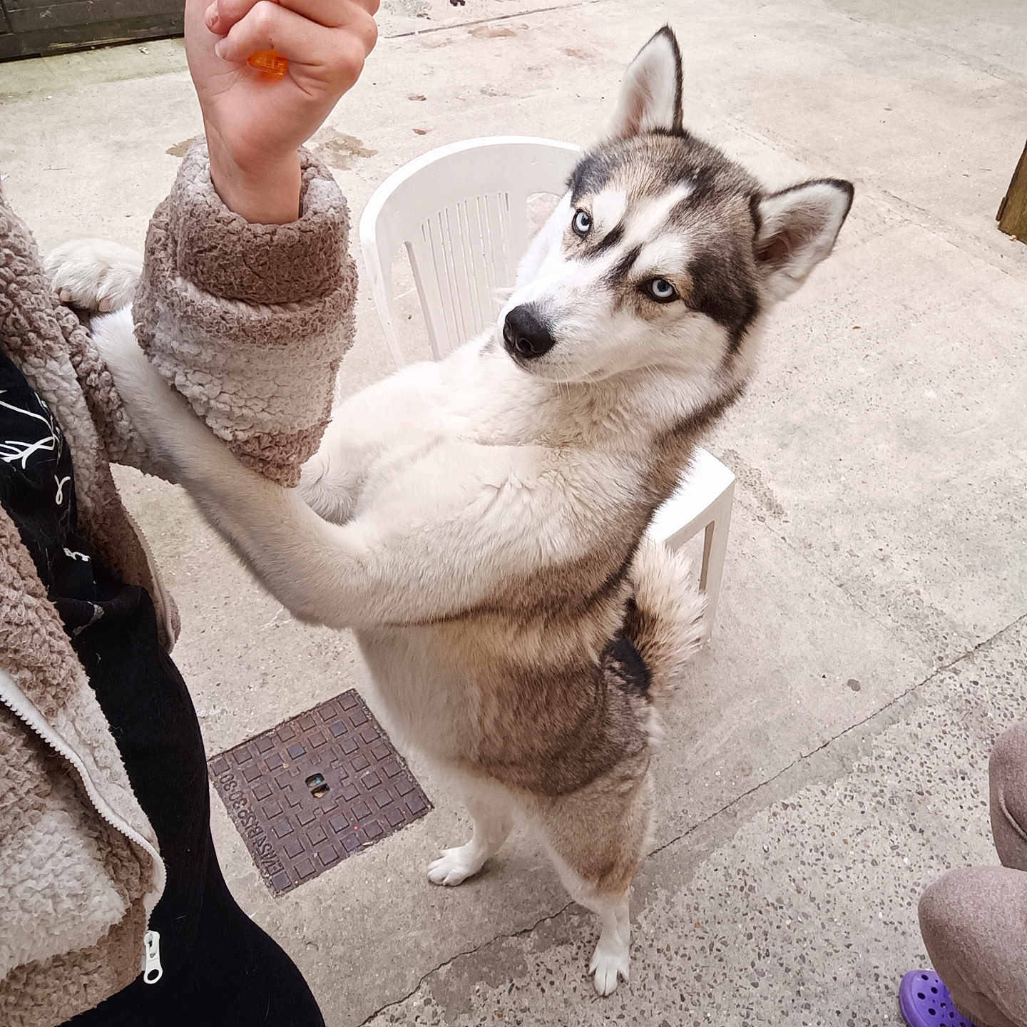 Nala participe au concours pour gagner de l'argent avec cette photo : animal, baby, bodypart, bottle, canine, clothing, cosmetics, dog, eskimodog, finger, flagstone, footwear, hand, husky, path, perfume, person, pet, shoe, walkway