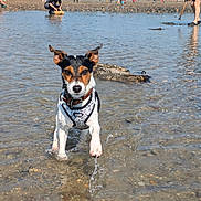 Vanille participe au concours pour gagner de l'argent avec cette photo : dog, water, beach, shallow_water, splash, outdoor, summer, animal, pet, playing, nature, people, shoreline, sunny, daytime, collar, harness, rocks, trees, recreation