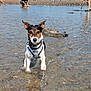 dog, water, beach, shallow_water, splash, outdoor, summer, animal, pet, playing, nature, people, shoreline, sunny, daytime, collar, harness, rocks, trees, recreation