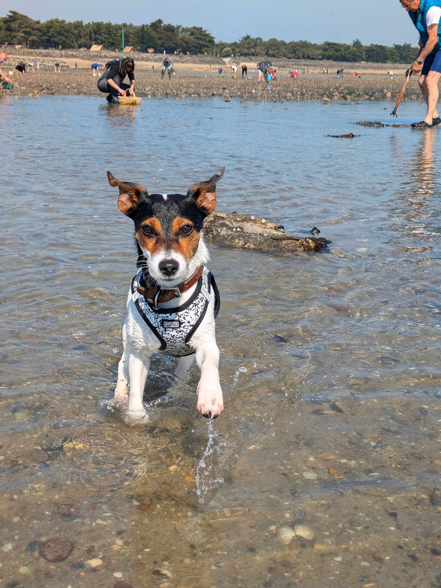 Vanille participe au concours pour gagner de l'argent avec cette photo : dog, water, beach, shallow_water, splash, outdoor, summer, animal, pet, playing, nature, people, shoreline, sunny, daytime, collar, harness, rocks, trees, recreation