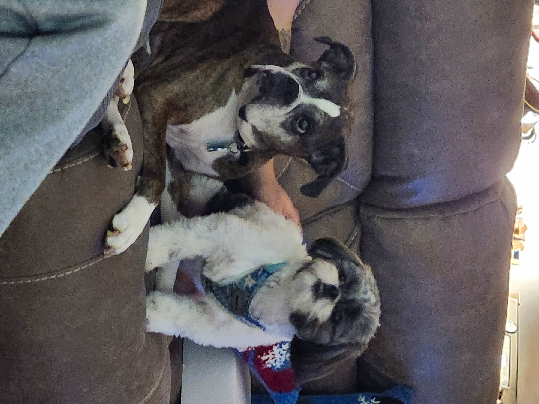 Jasper is registered to the contest to win money with this photo: boston_terrier, bulldog, canidae, carnivore, collar, comfort, companion_dog, denim, dog, dog_breed, fawn, fur, human_leg, non_sporting_group, schnauzer, snout, sporting_group, toy_dog, working_animal