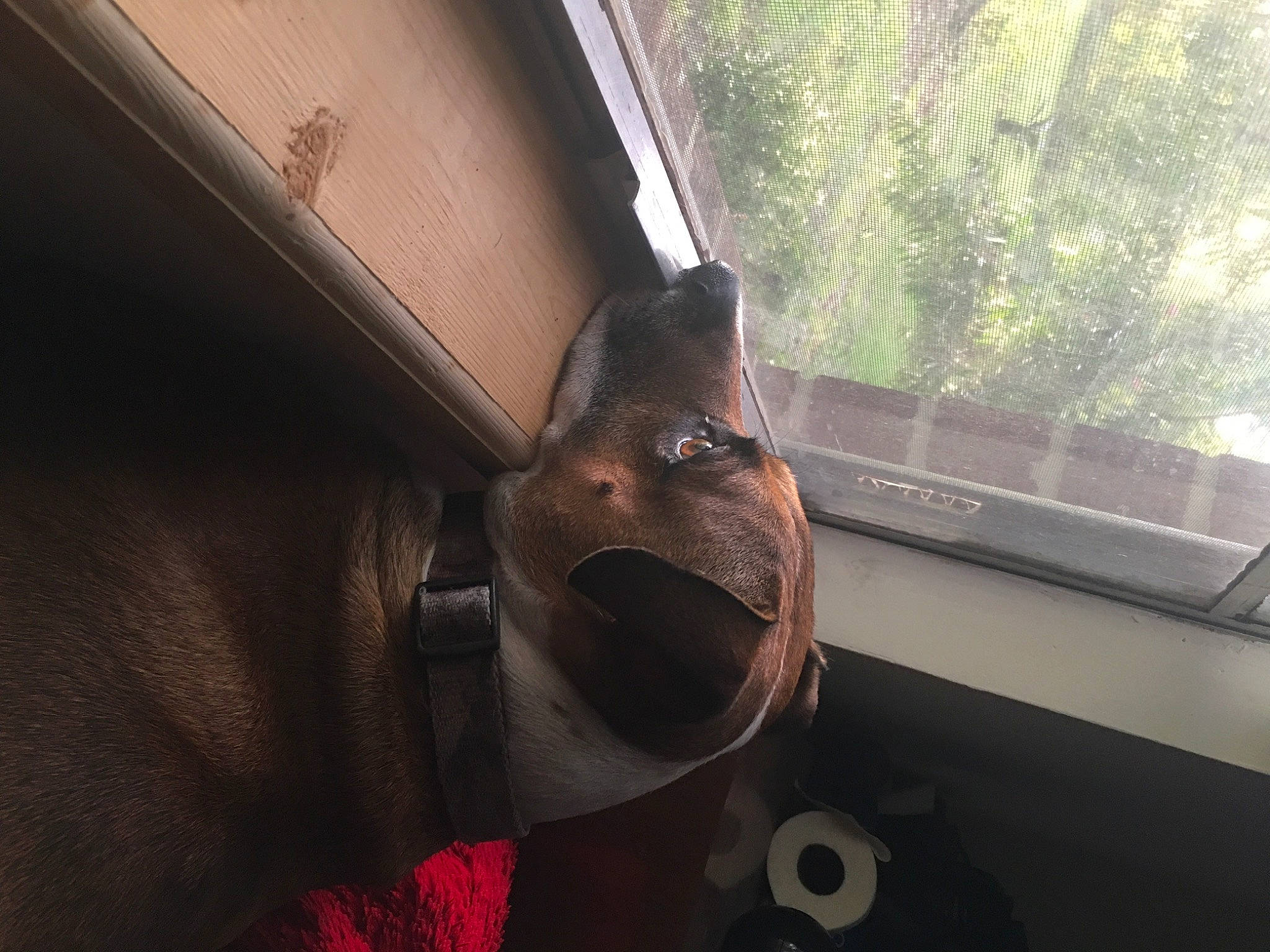 Pup joined the competition — help win amazing prizes! auto_part, automotive_exterior, automotive_window_part, canidae, carnivore, daylighting, eyewear, fawn, felidae, glass, house, metal, small_to_medium_sized_cats, snout, tints_and_shades, tree, vehicle_door, whiskers, window, wood