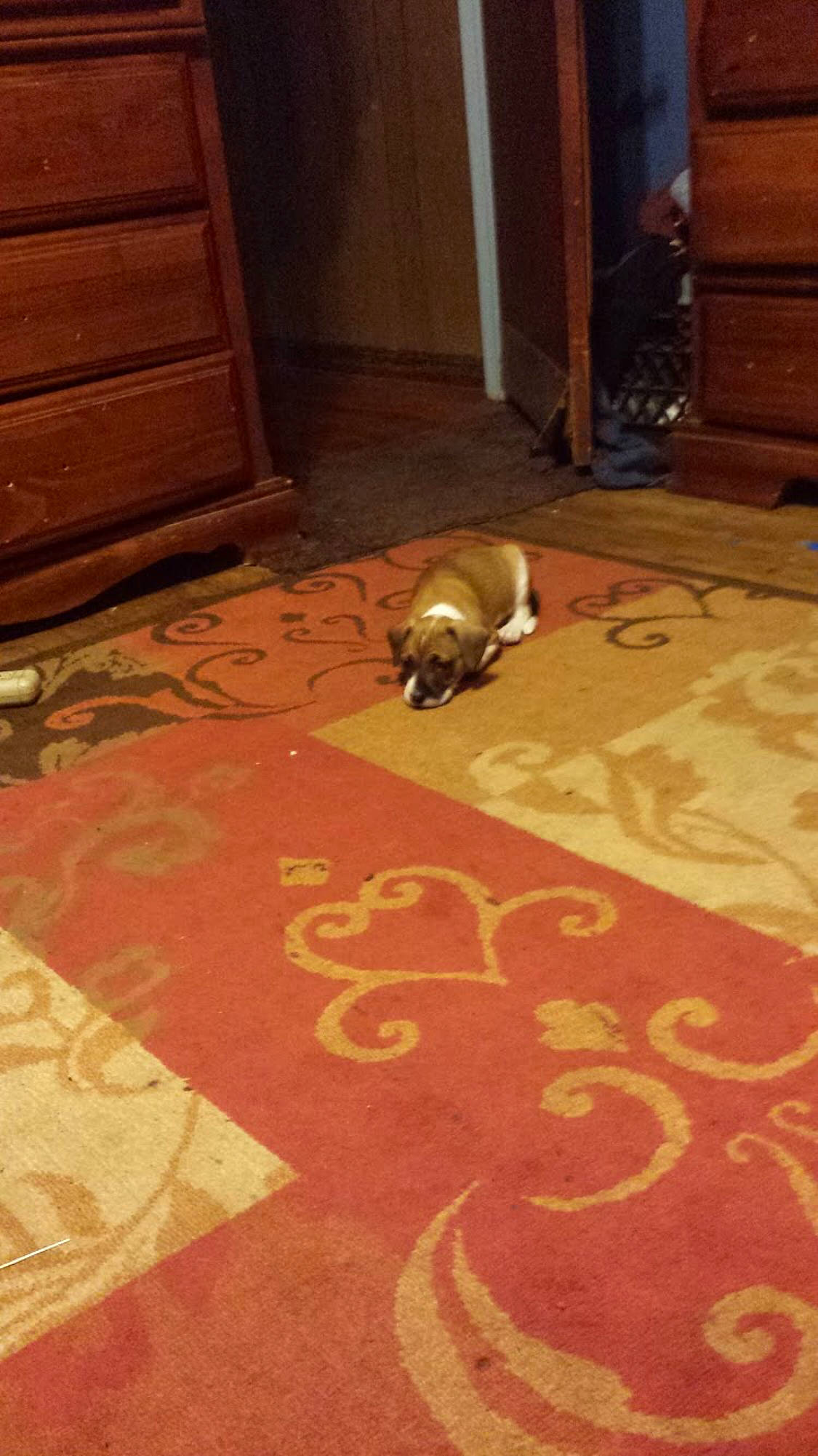 Pup is registered to the contest to win money with this photo: brown, cabinetry, carpet, cat, comfort, felidae, floor, flooring, hardwood, laminate_flooring, mat, pattern, road_surface, room, small_to_medium_sized_cats, tail, whiskers, wood, wood_flooring, wood_stain