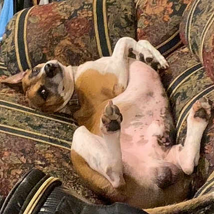 Pup