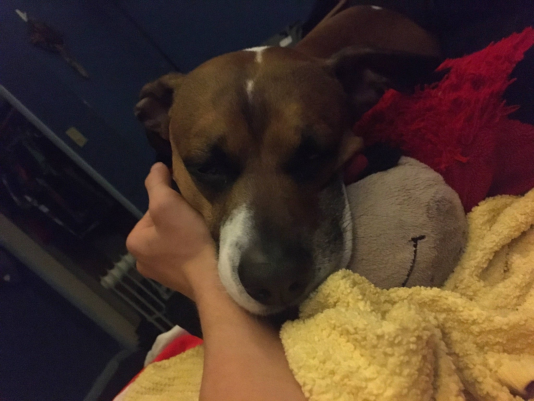 Pup is registered to the contest to win money with this photo: bedtime, carnivore, comfort, companion_dog, dog, dog_breed, ear, fawn, fur, guard_dog, linens, nap, paw, puppy_love, sleep, snout, whiskers, wool, working_animal, wrinkle