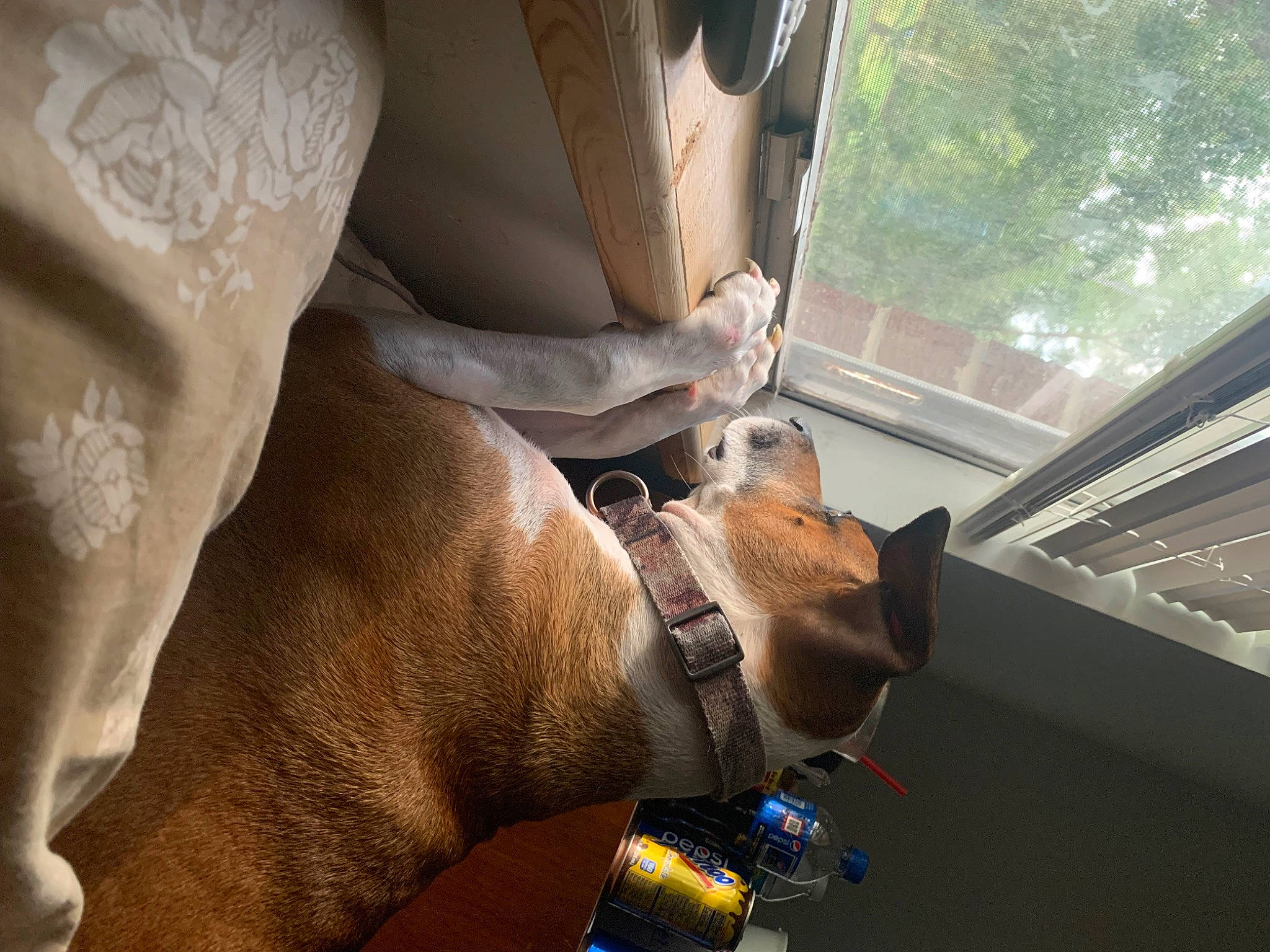 Pup joined the competition — help win amazing prizes! art, auto_part, automotive_exterior, car, family_car, finger, flooring, gesture, human_leg, machine, motor_vehicle, room, sculpture, statue, vehicle, vehicle_door, window, windshield, wood, wrist