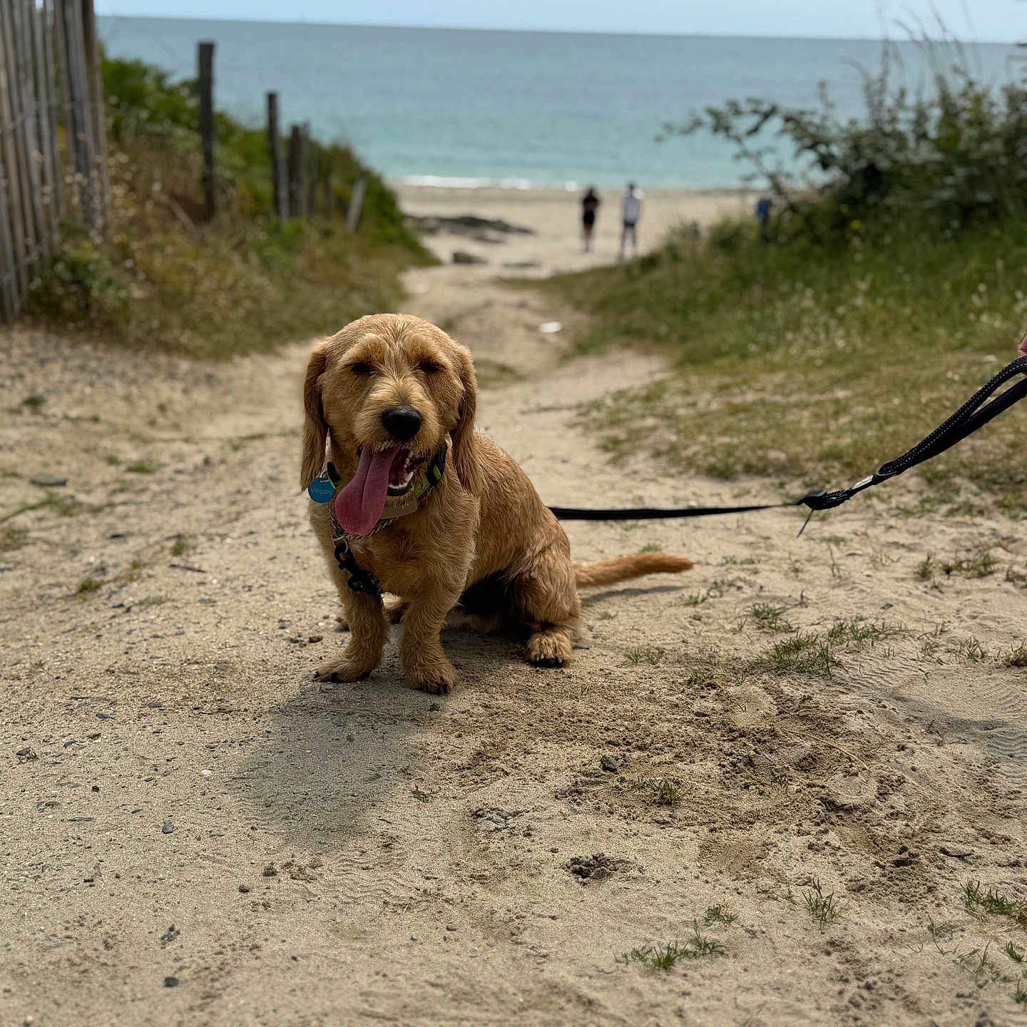 Végas a rejoint le concours — aidez-le/la à gagner de superbes lots ! animal, beach, dog, fence, grass, happy_dog, leash, nature, ocean, outdoor, panting, path, person_hand, pet, sand, sky, summer, sunny, walking, water