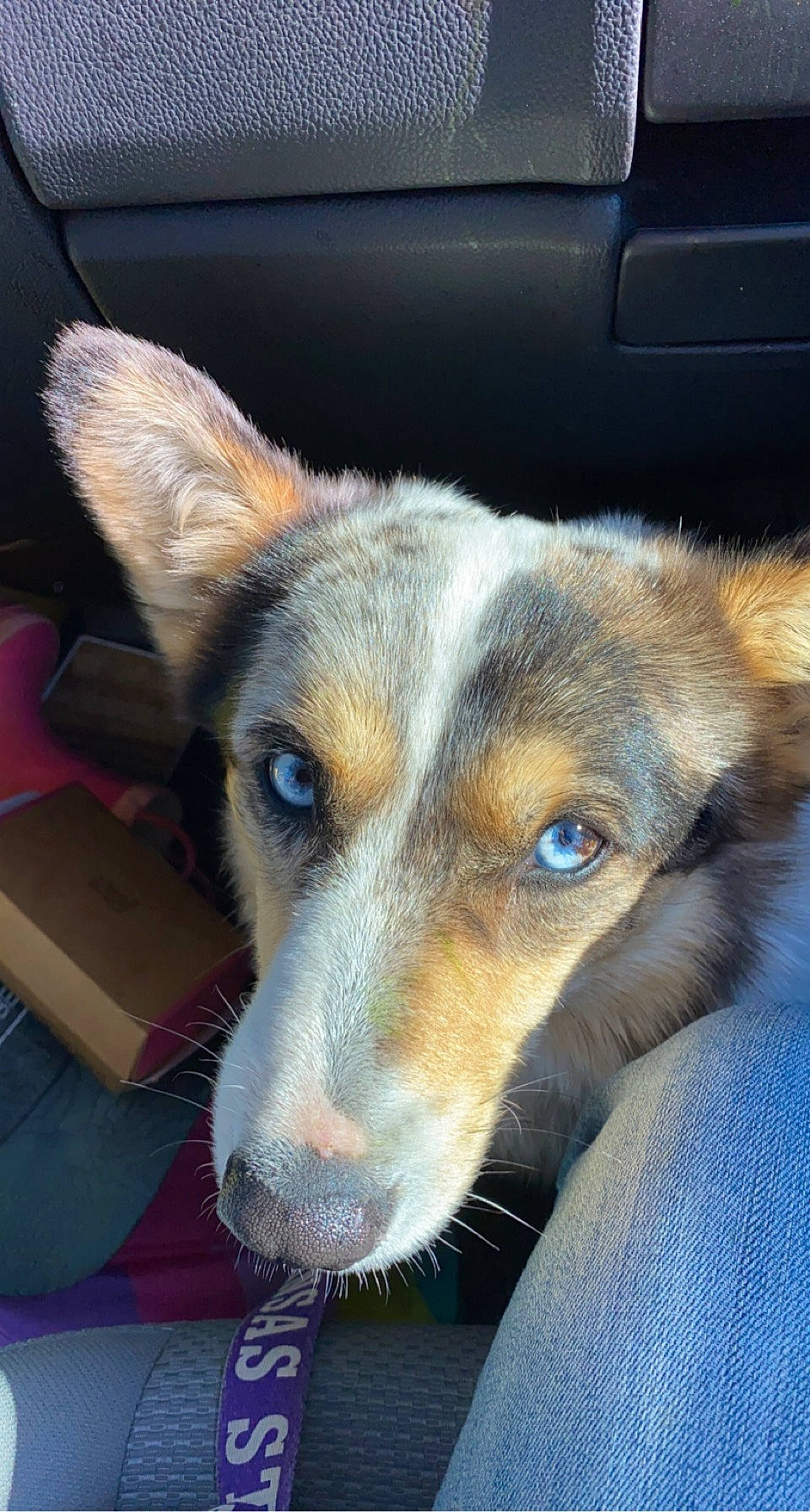 Ember is registered to the contest to win money with this photo: canidae, carnivore, companion_dog, dog, dog_breed, door, fawn, fur, herding_dog, puppy, service, snout, sporting_group, terrestrial_animal, whiskers, window, working_dog