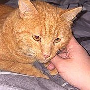 Mimouche participe au concours pour gagner de l'argent avec cette photo : cat, ginger_cat, pet, hand, bed, blanket, indoor, close_up, feline, fur, whiskers, ear, nose, comfort, resting, domestic_animal, human_interaction, cute, animal, cozy