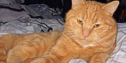 Mimouche participe au concours pour gagner de l'argent avec cette photo : cat, orange_tabby, bed, bedding, striped, indoor, pet, feline, relaxed, lying_down, fur, whiskers, ears, clutter, room, furniture, soft_toys, sleepy, domestic, cozy