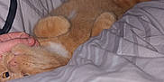Mimouche participe au concours pour gagner de l'argent avec cette photo : animal, bed, blanket, cat, comfort, cozy, cute, domestic_cat, feline, fur, hand, indoor, orange_cat, paw, pet, relaxed, resting, sleepy, striped, whiskers