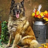 Joyce a rejoint le concours — aidez-le/la à gagner de superbes lots ! dog, shepherd_dog, long_hair, sitting, tongue_out, portrait, pet, animal, fluffy, autumn, fallen_leaves, flowers, watering_can, garden, vintage, indoor, studio, decor, brown_fur, happy