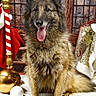 Joyce participe au concours pour gagner de l'argent avec cette photo : dog, long_hair, fluffy, pointy_ears, tongue_out, sitting, portrait, christmas, holiday, festive, santa, candy_cane, bells, stocking, snow, snowballs, ornaments, red, gold, indoor