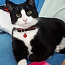 cat, tuxedo_cat, black_and_white, pet, feline, animal, portrait, sitting, bed, blue_background, white_paws, green_eyes, whiskers, collar, bell, red_accessory, indoors, cute, alert, closeup