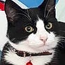 Oscar a rejoint le concours — aidez-le/la à gagner de superbes lots ! cat, black_and_white, tuxedo_cat, pet, animal, close_up, portrait, green_eyes, whiskers, ears, nose, collar, bell, red_accessory, fur, indoors, alert, staring, cute, photography