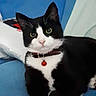 cat, tuxedo_cat, black_and_white, pet, animal, feline, indoors, bed, blue_background, collar, bell, red_accessory, white_paws, green_eyes, pink_nose, sitting, portrait, close_up, cute, domestic_animal