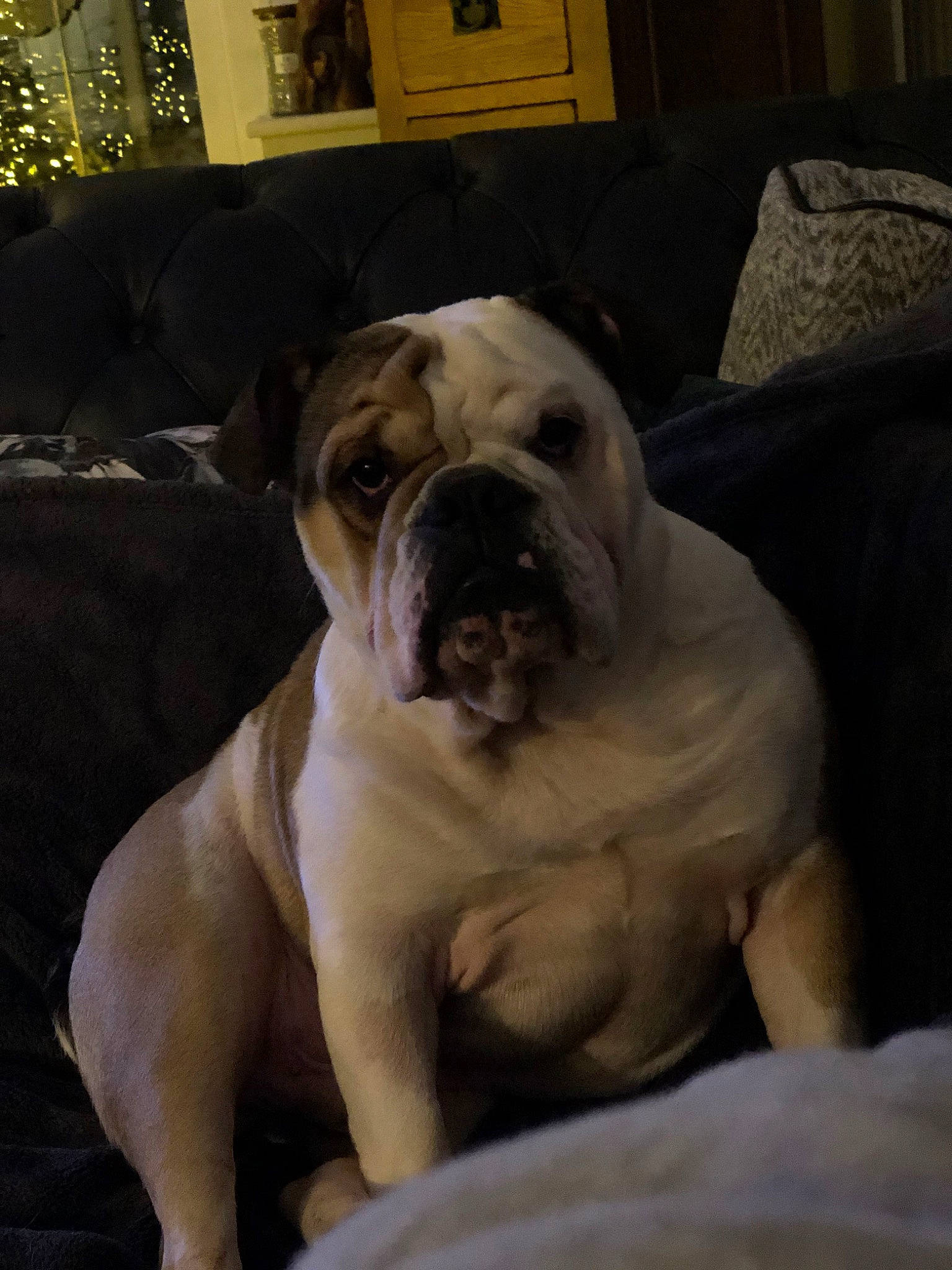 Bubba joined the competition — help win amazing prizes! american_bulldog, australian_bulldog, bulldog, canidae, carnivore, companion_dog, dog, dog_breed, dorset_olde_tyme_bulldogge, mammal, non_sporting_group, nose, old_english_bulldog, olde_english_bulldogge, skin, snout, toy_bulldog, vertebrate, white_english_bulldog, wrinkle