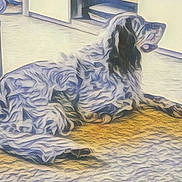 Louca a rejoint le concours — aidez-le/la à gagner de superbes lots ! animal, calm, carpet, chair, cozy, dog, domestic_animal, door, floor, fur, furniture, home, indoor, lying_down, mammal, pet, quiet, relaxed, resting, side_view