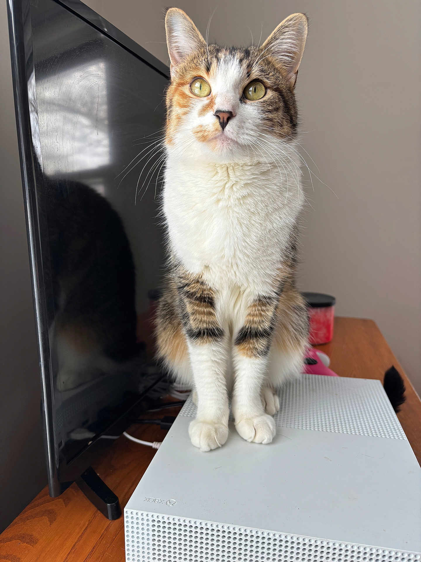 Eloise is registered to the contest to win money with this photo: cat, calico_cat, xbox_console, tv, wooden_table, indoor, pet, feline, reflection, electronics, gaze, curious, whiskers, fur, paws, technology, gaming, household, closeup, domestic_animal