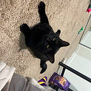 Salem James is registered to the contest to win money with this photo: black_cat, carpet, indoor, yellow_eyes, curious, person, white_sweatshirt, colorful_socks, purple_bag, table, floor, pet, animal, feline, looking_up, cozy, home, living_space, playful, domestic