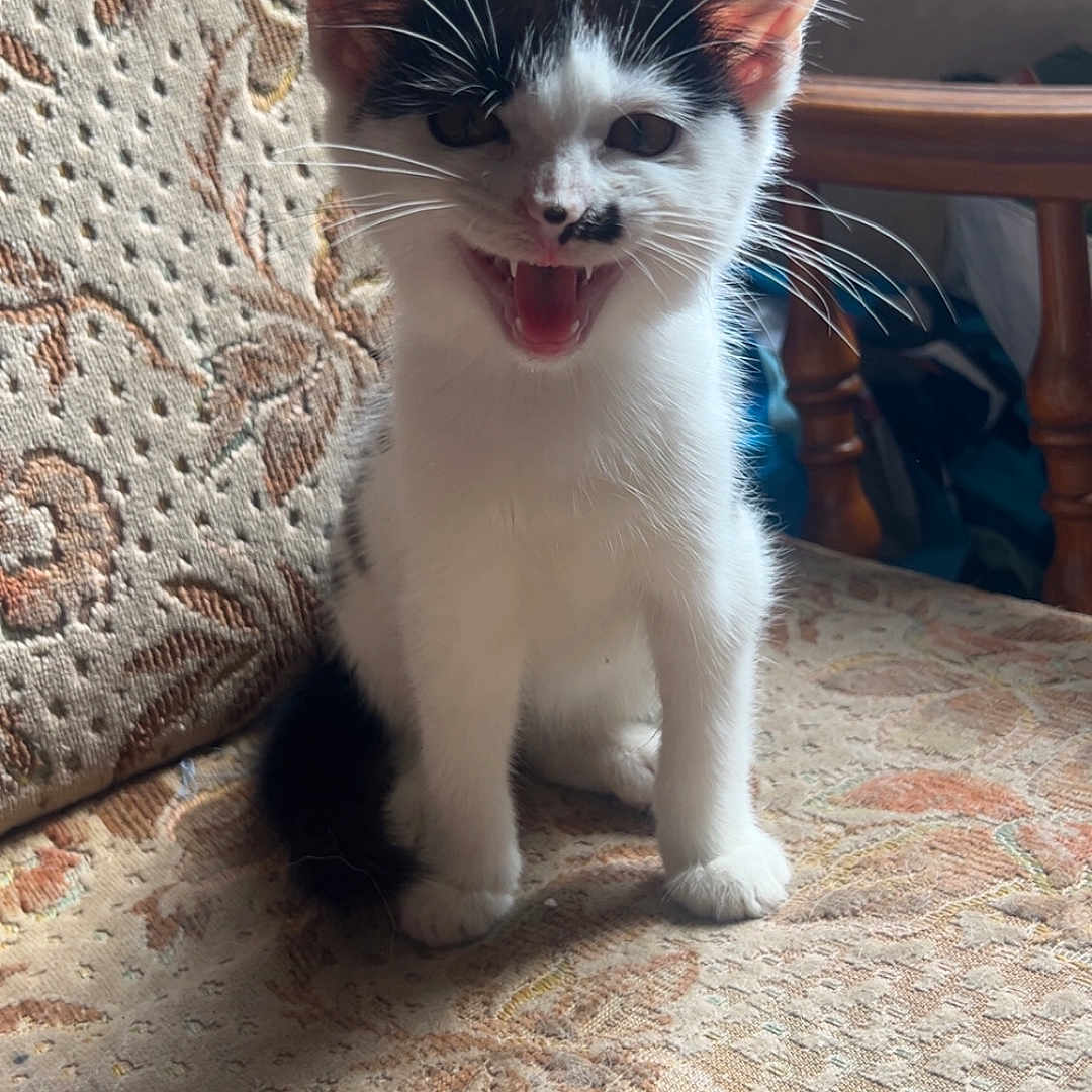 Athena participe au concours pour gagner de l'argent avec cette photo : animal, black_and_white, cat, couch, cozy, cute, ears, floral, furniture, home, indoor, kitten, mouth_open, patterned, pet, shadow, sitting, sunlight, whiskers, young