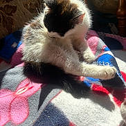 Athena a rejoint le concours — aidez-le/la à gagner de superbes lots ! animal, blanket, cat, colorful, cozy, feline, fluffy, fur, grooming, home, indoor, pattern, paw, pet, relaxed, resting, sunlight, tail, warm_light, wooden_chair