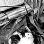 Athena a rejoint le concours — aidez-le/la à gagner de superbes lots ! animal, black_and_white, black_spots, cat, curious, eyes, feline, fur, garden, grass, ground, leaf, nature, outdoor, pet, plants, sitting, whiskers, white_fur, young_cat