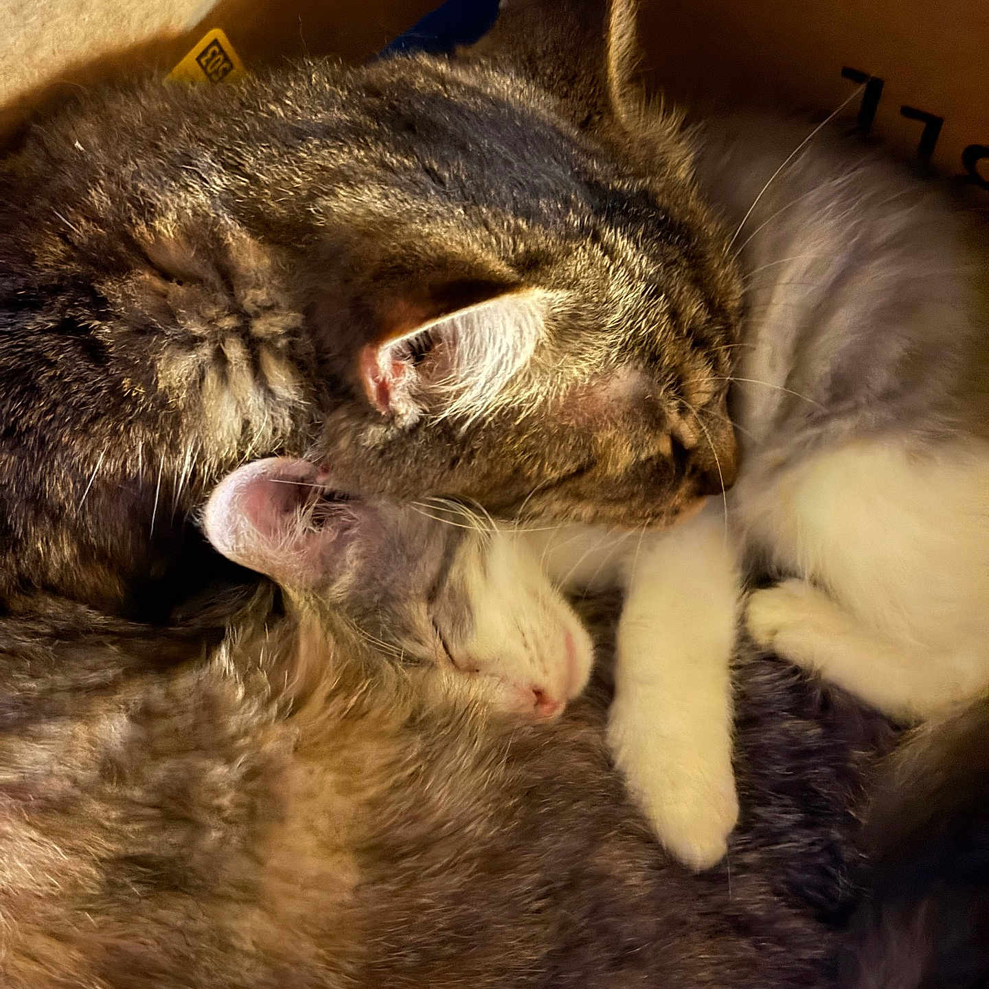 Nova And Cirrus