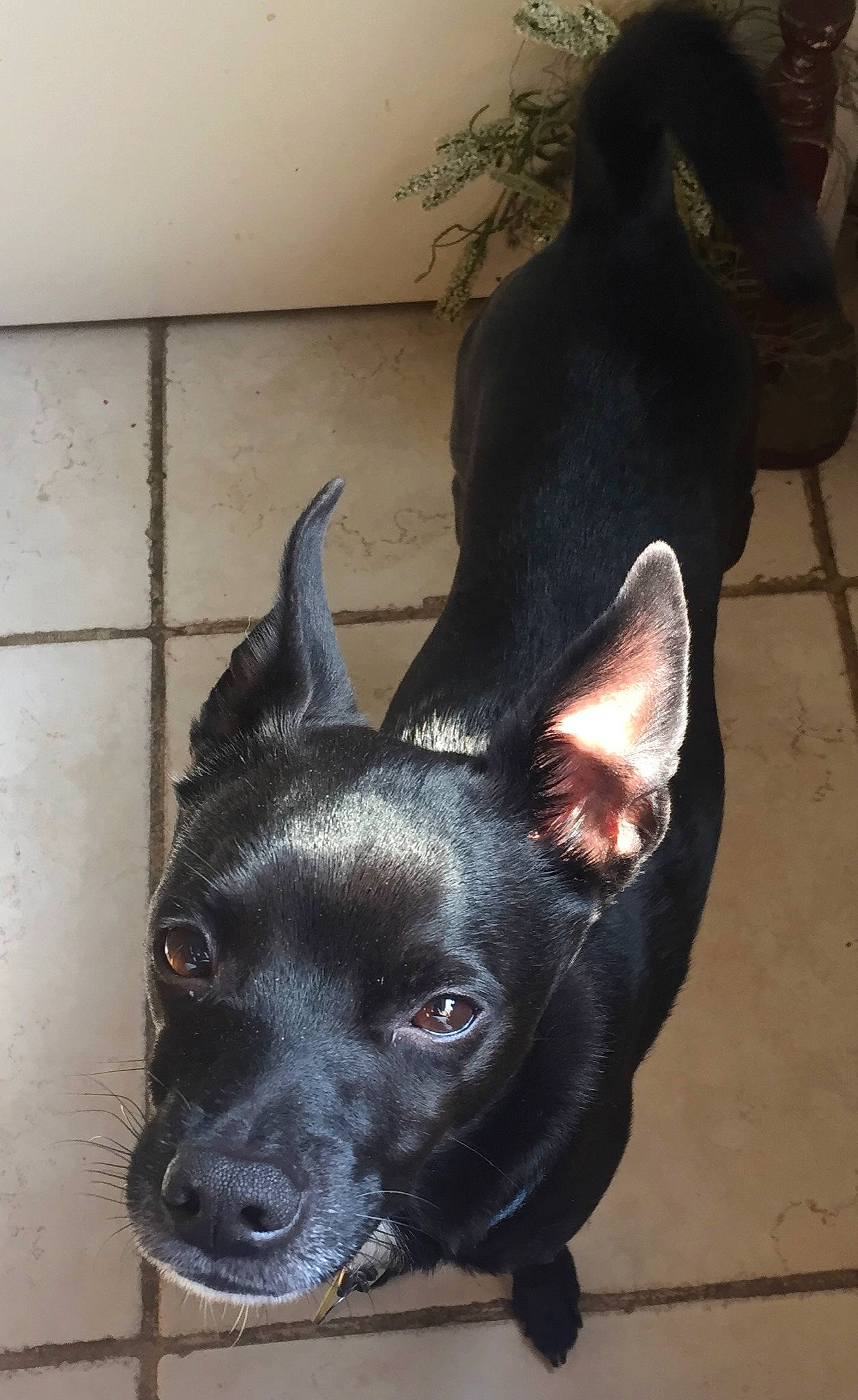 Ollie is registered to the contest to win money with this photo: borador, canidae, carnivore, companion_dog, dog, dog_breed, ear, fawn, felidae, foot, fur, guard_dog, non_sporting_group, paw, snout, sporting_group, tail, whiskers, working_animal, working_dog