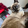 Luna joined the competition — help win amazing prizes! cat, siamese_cat, blue_eyes, pearl_necklace, pet, animal, feline, indoor, close_up, portrait, fur, whiskers, ear, bed, soft_focus, relaxed, cute, domestic_animal, mammal, looking_away