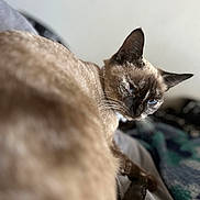 Luna joined the competition — help win amazing prizes! cat, siamese_cat, blue_eyes, pet, feline, close_up, indoor, animal, whiskers, fur, looking_back, cozy, blanket, bed, resting, soft_focus, ears, portrait, domestic_animal, cute