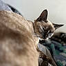 cat, siamese_cat, blue_eyes, pet, feline, close_up, indoor, animal, whiskers, fur, looking_back, cozy, blanket, bed, resting, soft_focus, ears, portrait, domestic_animal, cute