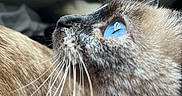 Luna joined the competition — help win amazing prizes! cat, siamese_cat, blue_eyes, whiskers, close_up, pet, animal, fur, collar, pink_collar, domestic_cat, portrait, looking_up, indoor, soft_light, feline, cute, whiskers_closeup, side_view, face