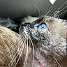 cat, siamese_cat, blue_eyes, whiskers, close_up, pet, animal, fur, collar, pink_collar, domestic_cat, portrait, looking_up, indoor, soft_light, feline, cute, whiskers_closeup, side_view, face