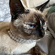 Luna joined the competition — help win amazing prizes! cat, siamese_cat, blue_eyes, pearl_necklace, pet, feline, whiskers, close_up, indoor, resting, portrait, animal, cute, soft_fur, domestic_cat, mammal, alert, sitting, face, ears
