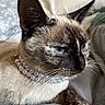 cat, siamese_cat, blue_eyes, pearl_necklace, pet, feline, whiskers, close_up, indoor, resting, portrait, animal, cute, soft_fur, domestic_cat, mammal, alert, sitting, face, ears