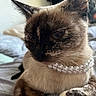 Luna is registered to the contest to win money with this photo: cat, siamese_cat, pearl_necklace, pet, animal, feline, whiskers, close_up, bed, resting, indoor, fur, ears, face, paw, soft_light, domestic_animal, cute, portrait, relaxed