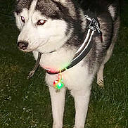 Aïko a rejoint le concours — aidez-le/la à gagner de superbes lots ! dog, husky, animal, pet, canine, grass, night, reflective_harness, glowing_light, outdoor, fur, ears, tail, four_legs, muzzle, alert, standing, collar, flash, eyes_reflecting
