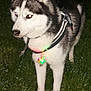 alert, animal, canine, collar, dog, ears, eyes_reflecting, flash, four_legs, fur, glowing_light, grass, husky, muzzle, night, outdoor, pet, reflective_harness, standing, tail