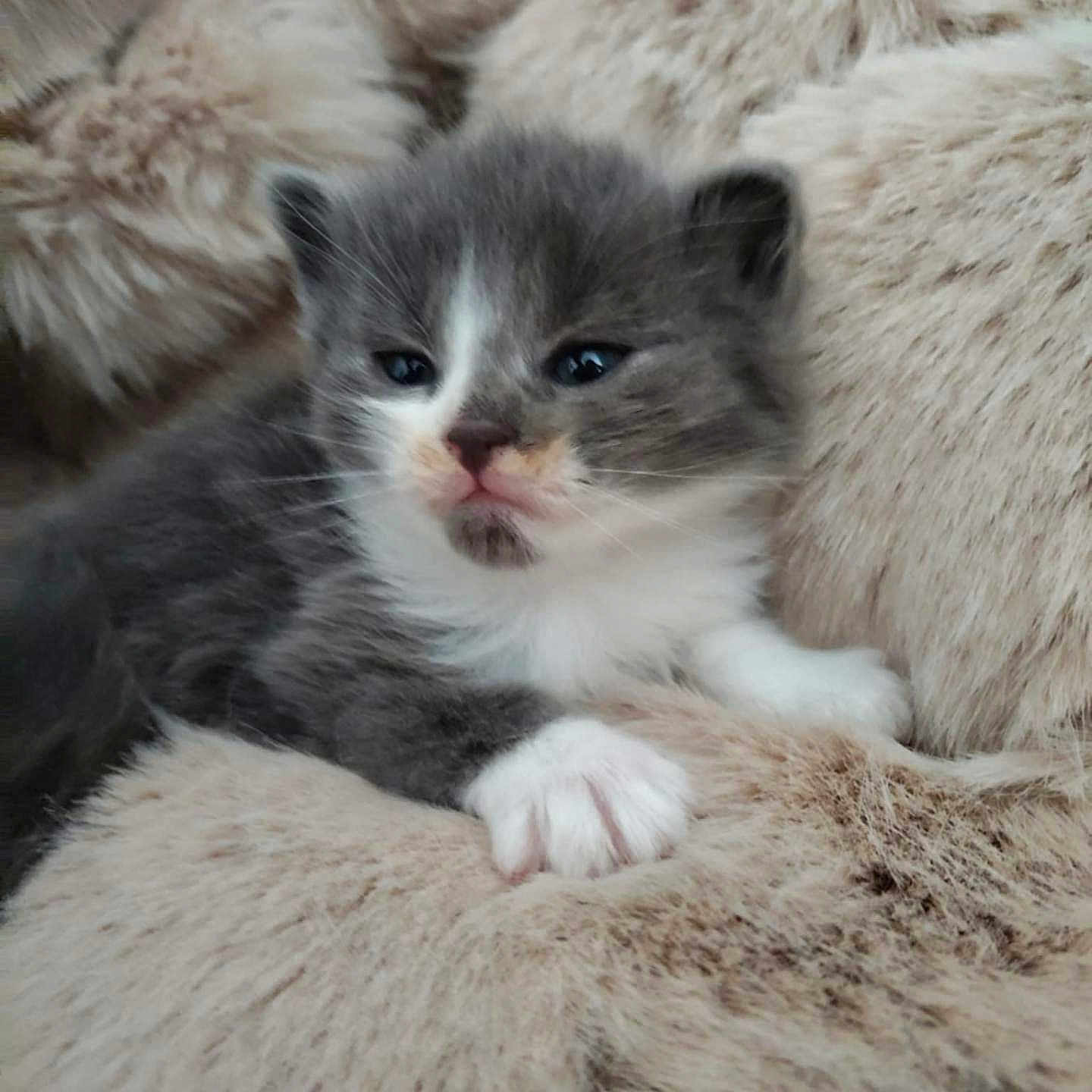 Guizmo a rejoint le concours — aidez-le/la à gagner de superbes lots ! adorable, cat, close_up, cozy, cute, feline, furry_blanket, gray_cat, indoor, kitten, paw, pet, relaxed, resting, sleepy, small_animal, soft_texture, whiskers, white_paws, young_animal