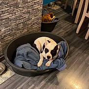 Aslan a rejoint le concours — aidez-le/la à gagner de superbes lots ! dog, pet_bed, blanket, indoor, flooring, wood_floor, stone_wall, blue_wall, chair, dining_chair, pet_toy, food_bowl, water_bowl, cozy, resting, black_and_white_dog, domestic_animal, home_interior, comfort, relaxation