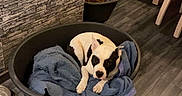 Aslan a rejoint le concours — aidez-le/la à gagner de superbes lots ! dog, pet_bed, blanket, indoor, flooring, wood_floor, stone_wall, blue_wall, chair, dining_chair, pet_toy, food_bowl, water_bowl, cozy, resting, black_and_white_dog, domestic_animal, home_interior, comfort, relaxation