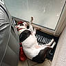 dog, black_and_white, sleeping, paw, welcome_mat, door, tile_floor, red_shoes, bag, collar, indoor, resting, light, shadow, corner, pet, animal, fur, relaxation, quiet