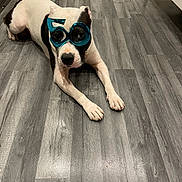 Aslan a rejoint le concours — aidez-le/la à gagner de superbes lots ! dog, black_and_white, floor, glasses, novelty, indoor, pet, animal, celebration, laying_down, wooden_floor, grey_floor, cute, festive, funny, looking_at_camera, muzzle, ears, paws, tongue_hidden