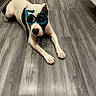 dog, black_and_white, floor, glasses, novelty, indoor, pet, animal, celebration, laying_down, wooden_floor, grey_floor, cute, festive, funny, looking_at_camera, muzzle, ears, paws, tongue_hidden