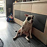 Aslan participe au concours pour gagner de l'argent avec cette photo : dog, white_dog, black_patch, sitting, floor, wooden_cabinet, indoor, plants, framed_photos, open_door, natural_light, home, cozy, relaxed, black_floor, dog_collar, living_room, pet, domestic, quiet