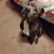 Rome joined the competition — help win amazing prizes! dog, pet, indoor, carpet, bed, blanket, curious, looking_up, canine, animal, domestic, companion, brown, white, fur, ears, floor, cute, sitting, house
